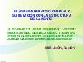 Sistema nervioso y la mente humana