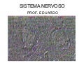 Sistema  nervoso ii