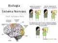 Sistema nervoso slides