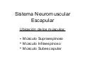 Sistema neuromuscular