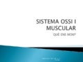 Sistema ossi i muscular