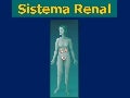 Fisiologia do sistema renal