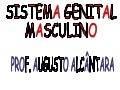 Sistema Reprodutor Humano