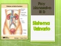 Sistema urinario (2)