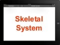 Skeletal system of Bovine