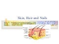 NurseReview.Org - Skin Hair & Nails