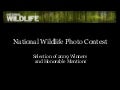 National Wildlife Photo Contest 2009 Winners