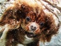 Dogs Underwater