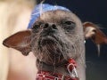 Ugliest Dog 2012