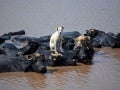 Best Animal Photos of 2012
