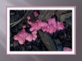 Slime mold