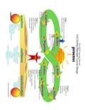 The SLN faculty development process