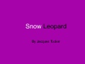 Snow leopard