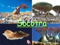 Socotra Island