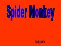 Spider Monkey