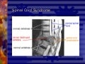 Spinal Cord Syndrome