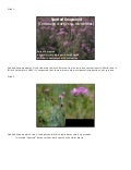 Spotted Knapweed