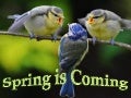 Spring is coming