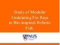 Star Fish2 Nus 021511