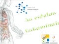 Stem cells 