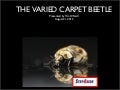 Varied Carpet Beetle: Step Aside Pest Management 