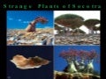 Strange Plants Of Socotra