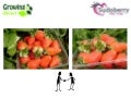 Strawberries from Sudoberry