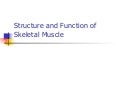 Structureskeletalmuscle
