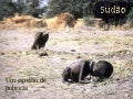 Sudão: as causas da miséria de um povo