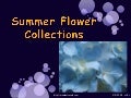 Summer Flower Collections