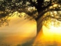 Sunbeams
