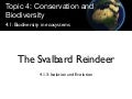 Svalbard Reindeer