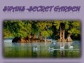 Swans  secret garden 
