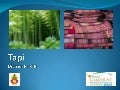 Tapi