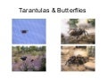 Tarantulas & Butterflies