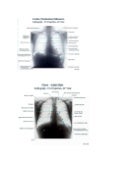 Imagenologia