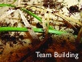 Team building