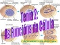 Tema 2 division celular