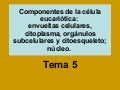 Tema 5 componentes de la célula eucariótica hialo cito ribo