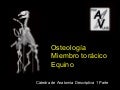 Teórico miermbro torácico equino