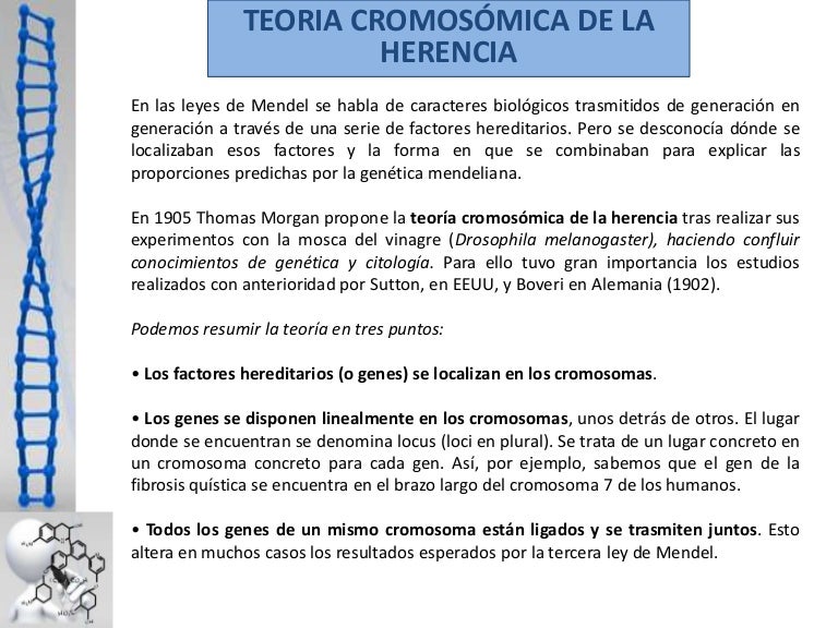 Teoria cromosomica de la herencia
