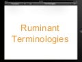 Terminologies of Bovine