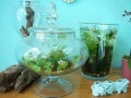 Terrariums
