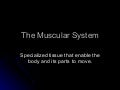 The Muscular System   Powerpoint