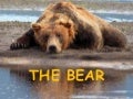 The Bear