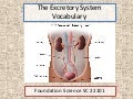The excretory system2