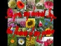 The flowers of my garden emanuela atanasiu
