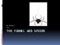 The Funnel Web Spider Natalya
