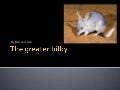 The greater bilby