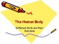 The human body